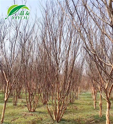 用途廣泛的PVC地板