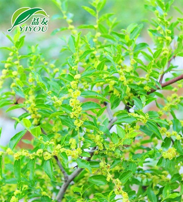 人造草坪的種類(lèi)和參數(shù)